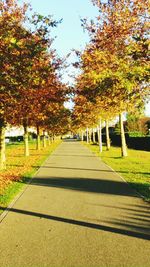 Trees in park