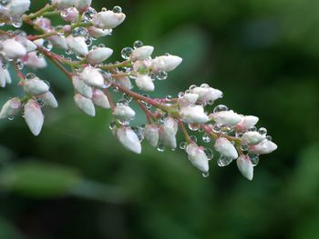 Close-up of wet pink flowers growing outdoors