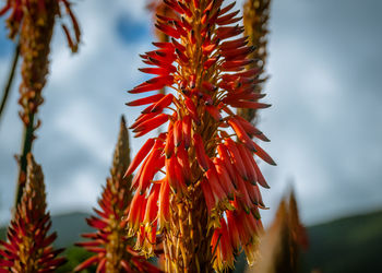 Low angle view of red flowers against sky
