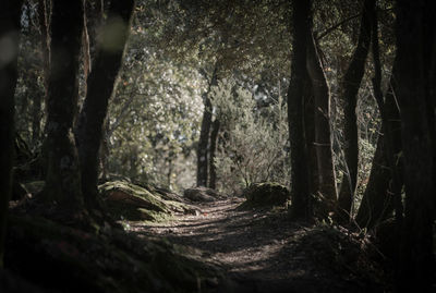 Trees in forest