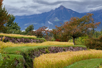 Chinese garden at trauttmansdorf / meran