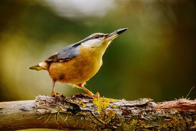 Close-up of bird perching on tree