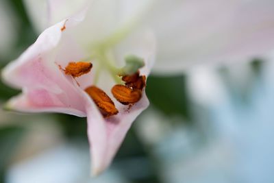 Close-up of flower blooming outdoors