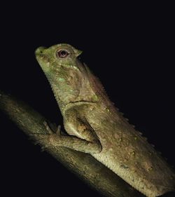 Close-up of lizard on branch against black background