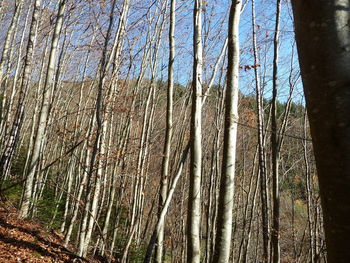 Low angle view of trees against sky