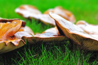 Close-up of mushrooms on grassy field