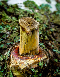 Close-up of mushroom growing on tree trunk