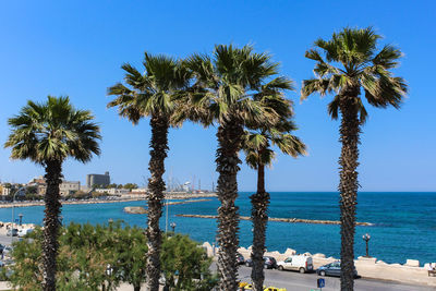 Palm trees by swimming pool against clear blue sky