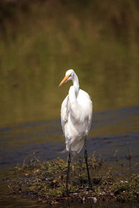 Wading great white egret ardea alba wading bird at myakka state park in sarasota, florida