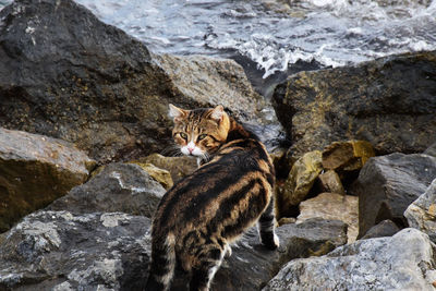 Portrait of cat standing on rock