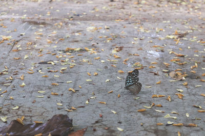 High angle view of butterfly on street