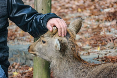 Close-up of hand touching outdoors