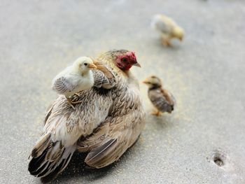 High angle view of hen and chicks