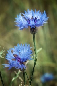 Close-up of purple flowering plant