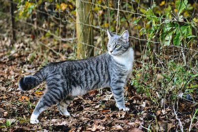 Portrait of a cat on field