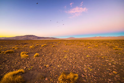 Scenic view of birds flying over landscape against sky