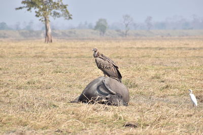 View of birds on land