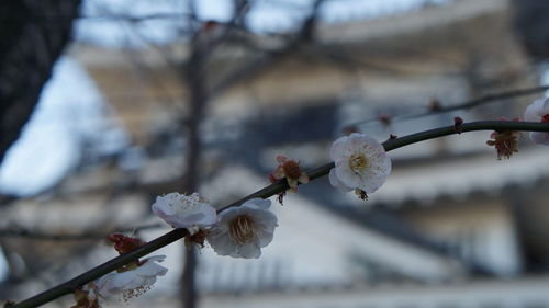 Close-up of cherry blossom tree