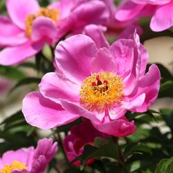 Close-up of bee on pink flower