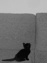 View of cat sitting