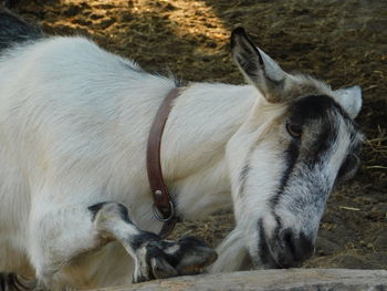 Close-up of horse
