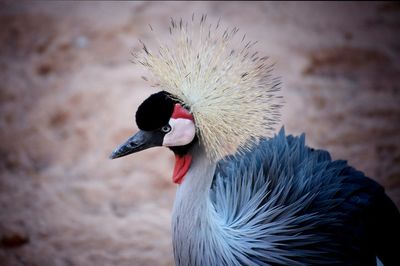 Close-up of bird against sky