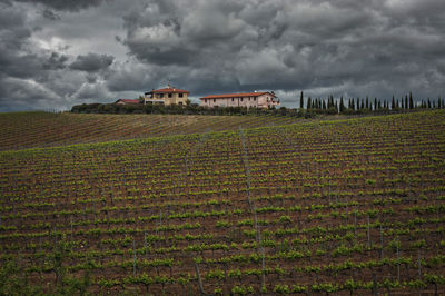 Scenic view of agricultural field against sky