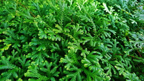 Full frame shot of fresh green plants