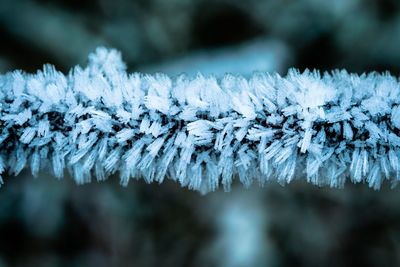 Close-up of frozen plants