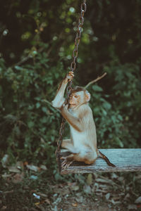 Monkey sitting on the swing in forest 