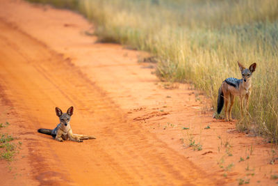 View of a dog on dirt road