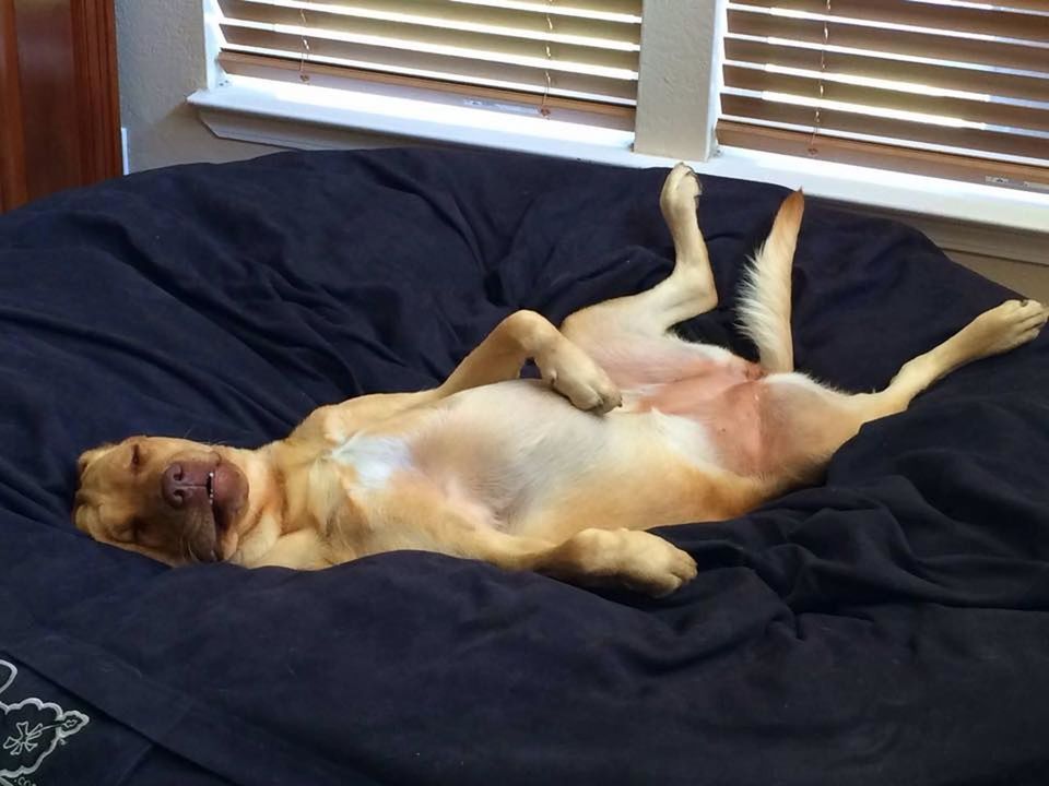 DOG SLEEPING ON CARPET