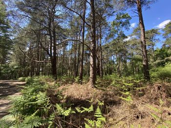 Trees growing in forest