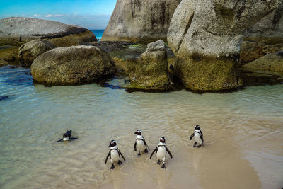 Ducks swimming in sea