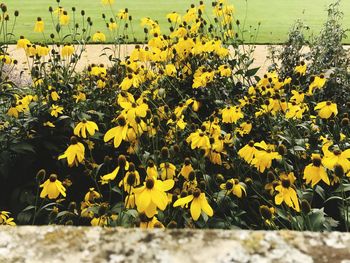 Yellow flowers blooming in field