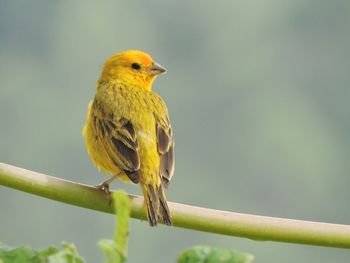 Close-up of bird perching on yellow leaf