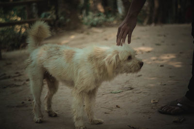 Low section of dog standing on land