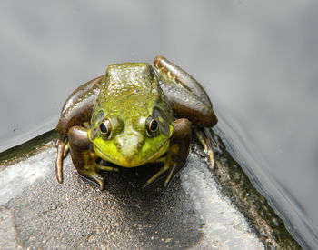 Close-up of frog in lake