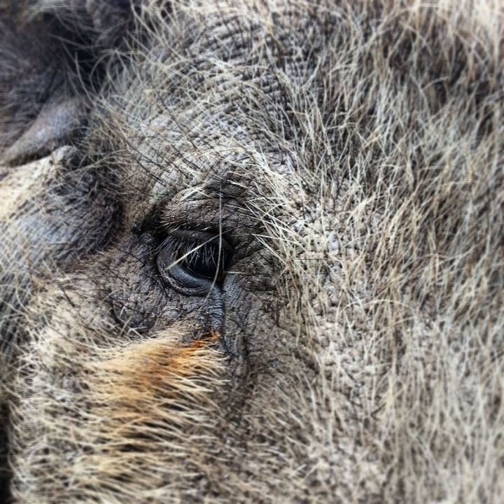 one animal, animal themes, mammal, domestic animals, animal body part, close-up, animal head, animal eye, part of, animal hair, full frame, pets, looking at camera, extreme close up, backgrounds, portrait, detail, extreme close-up, day, wildlife