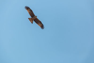 Low angle view of eagle flying against clear blue sky