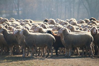 Sheep in grass