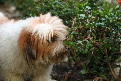 Dog looking away