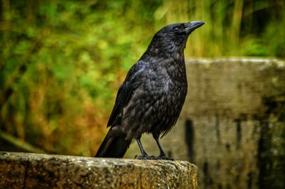 Crow perching on stone