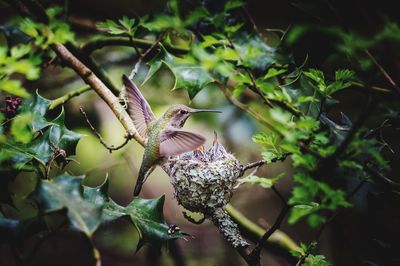Feeding time for baby hummingbird 