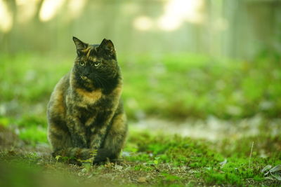 A tortoiseshell cat sitting in japanese garden at fresh green season