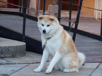 Dog sitting on floor