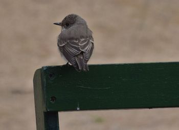 Close-up of bird perching outdoors