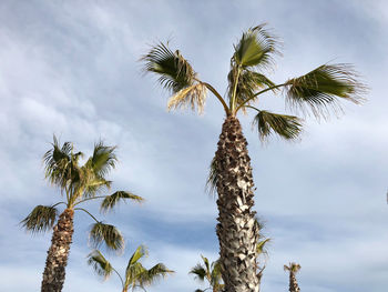 Low angle view of coconut palm tree against sky