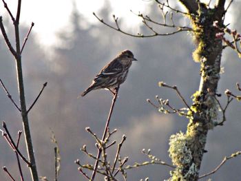 Low angle view of birds perching on branch