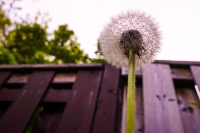 Close-up of dandelion flower